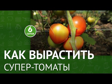 Видео: Как вырастить супер-томаты. 6 соток 05.07.2021