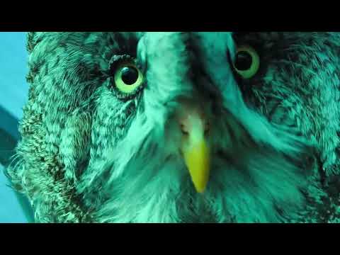 Видео: Орел - летучая мышь