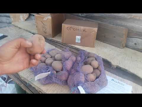 Видео: Семенной картофель сортов Кумач и Огонёк с Вайлдбериз от продавца Агрохарвест / КФХ Егорша.