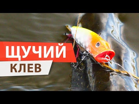 Видео: Столько щук на поппер я еще не ловил!!! РЫБАЛКА — фантастика!!!