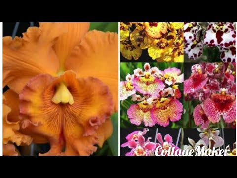 Видео: 09.11.2025.НОВЫЕ ОРХИДЕИ 👍! НОВЫЙ ОПЫТ 🌺☀️🌱