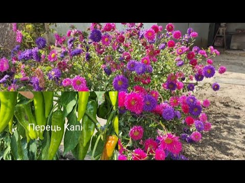 Видео: Без дозволу взяла Тархун,  реакція мами!!!
