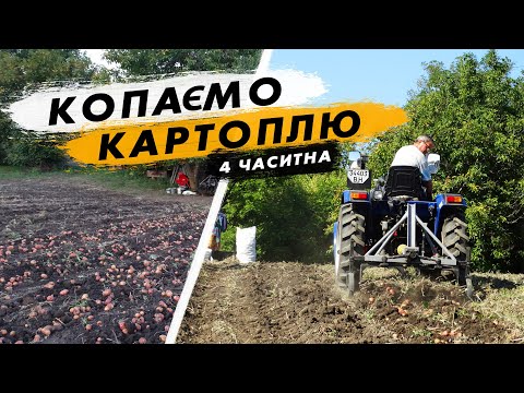 Видео: Копаємо картоплю після поливу. Який врожай?