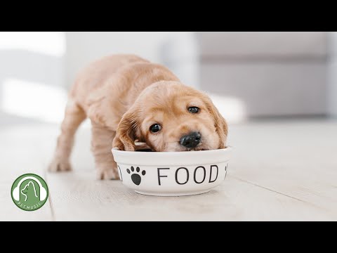 Видео: "Спасибо, что пришли ко мне"🐶Музыка для релаксации сна для собак