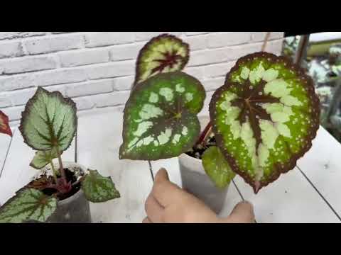 Видео: Бегонии излишки. 08.12.2024