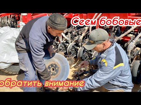 Видео: Чему уделить внимание при посеве бобовых
