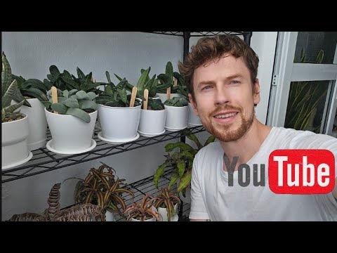 Видео: Моя мини коллекция гастерий и гастералое + уход.  Октябрь 2025.