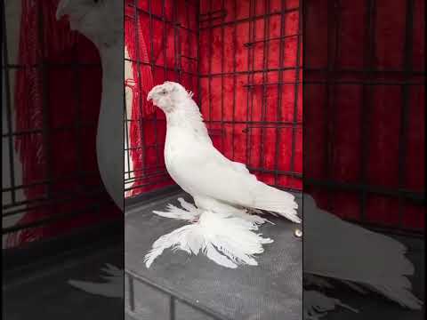 Видео: Узбекские голуби Pigeons الحمام Tauben  merpati کبوتر 鴿子 ハトkaʙūtar güvercinler porumbei 29/10/25