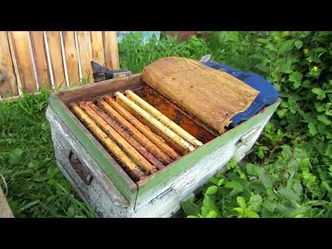 Видео: КАК СДЕЛАТЬ ОТВОДОК НА МАТОЧНИК, РЕЗУЛЬТАТ ПРИЁМА СУПЕР 100%!!!🔥🔥🔥