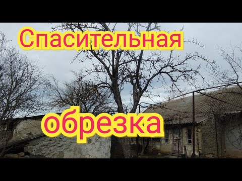 Видео: Омоложение старого дерева. Снижаем крону.