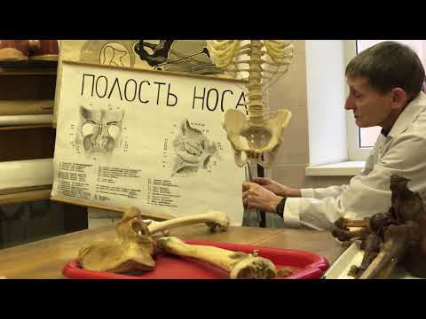 Видео: Соединения нижних конечностей