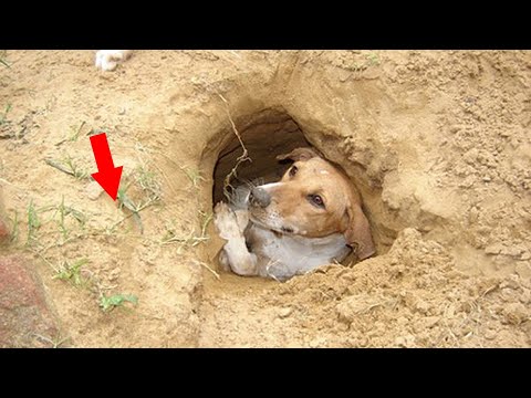 Видео: Люди выкопали собаку спасая ей жизнь, но то что они увидели рядом – привело в ужас…