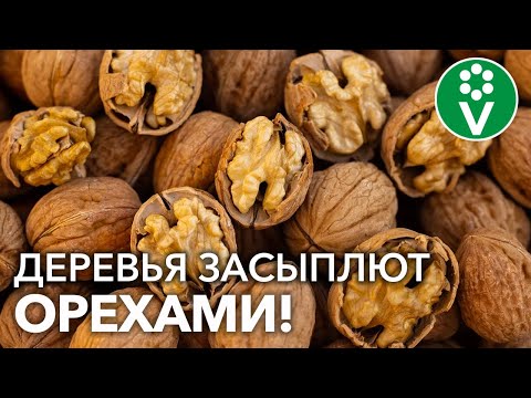 Видео: СЕКРЕТ ВЫРАЩИВАНИЯ ГРЕЦКОГО ОРЕХА ИЗ СЕМЯН!