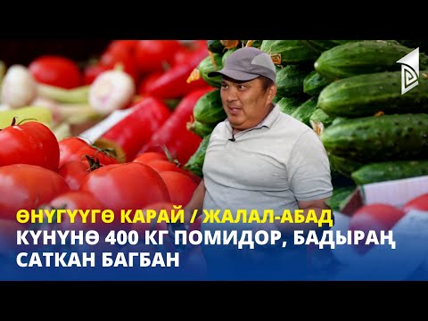 Видео: Күнүнө 400 кг помидор, бадыраң саткан багбан / Жалал-Абад