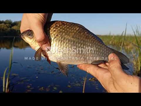 Видео: Ловля крупного карася на поплавок + трофейчик