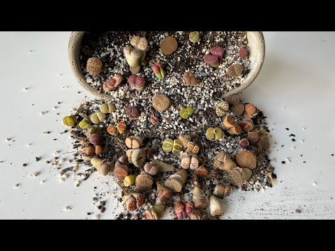 Видео: Литопсы/ Lithops. Достаю драгоценные камни из шкатулки 18.05.24