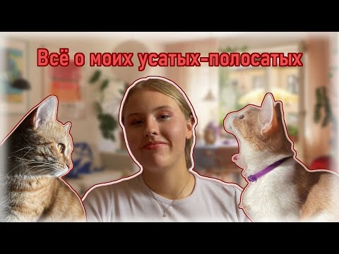 Видео: ЗНАКОМЬТЕСЬ, МОИ кошкоДЕТКИ