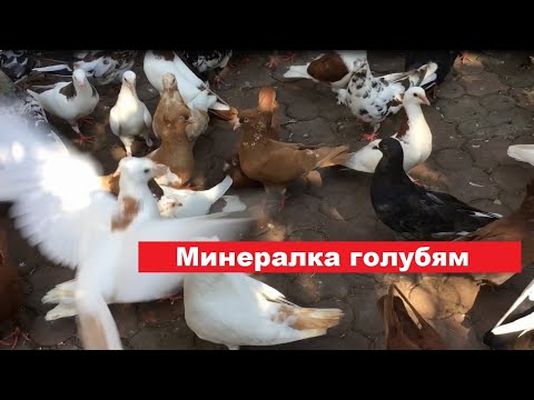Видео: Нужно ли использовать гранитный отсев в качестве минералки для голубей?
