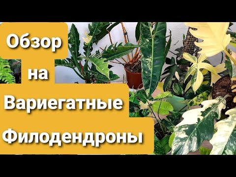 Видео: ВАРИЕГАТНЫЕ ФИЛОДЕНДРОНЫ  / ОБЗОР МОЕЙ КОЛЛЕКЦИИ