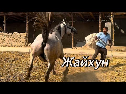 Видео: Жайхун  сатылат