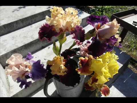 Видео: ИРИСЫ из семян - посадка и уход.