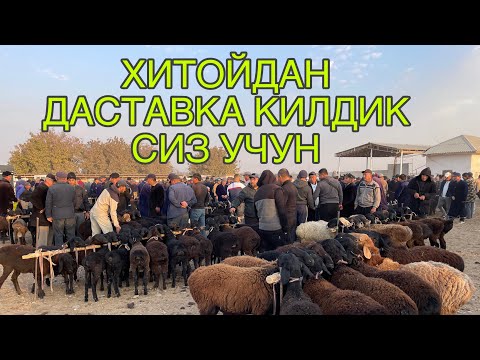 Видео: КАМАШИ ЧИМ МОЛ БОЗОРИ НАРХЛАРИ 2025-ЙИЛ 24-ОКТАБР! QAMASHI CHIM MOL BOZORI NARXLARI 24-OKTABR!