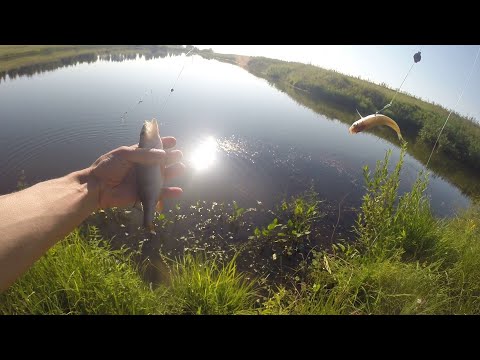Видео: Ловля щуки на спиннинг и окуня на резинку