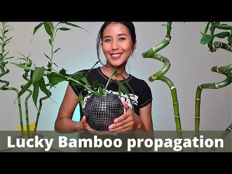 Видео: Легкое размножение бамбука «Счастливый» | Как обрезать бамбук «Счастливый» | Размножение драцены ...