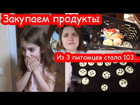 Видео: VLOG Реакция Алисы на хомяка. Лагерь 2 день
