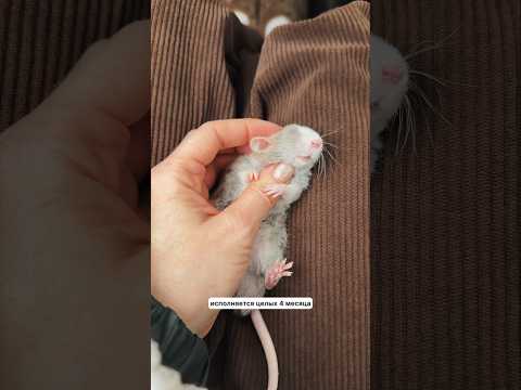 Видео: Тириону 4 месяца :)