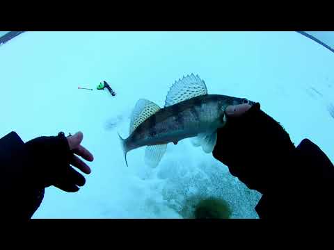 Видео: РЫБАЛКА НА СУДАКА.ЛОВЛЯ СУДАКА ЗИМОЙ НА ТЮЛЬКУ.