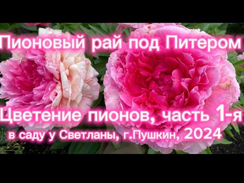 Видео: Пионовый рай под Питером. Цветение пионов часть 1-я. В саду у Светланы, г.Пушкин