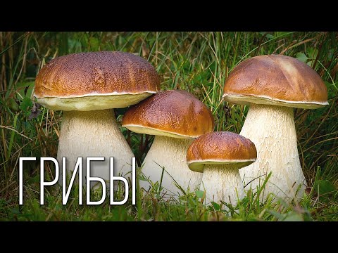 Видео: Грибы: Таинственное Царство | Интересные факты про грибы