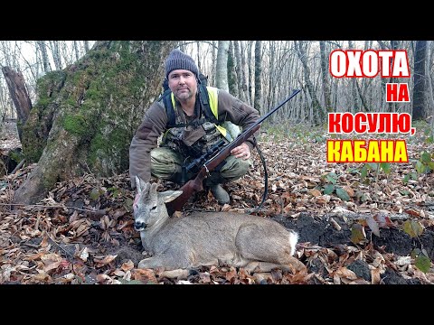 Видео: Охота на косулю и кабана / часть 2