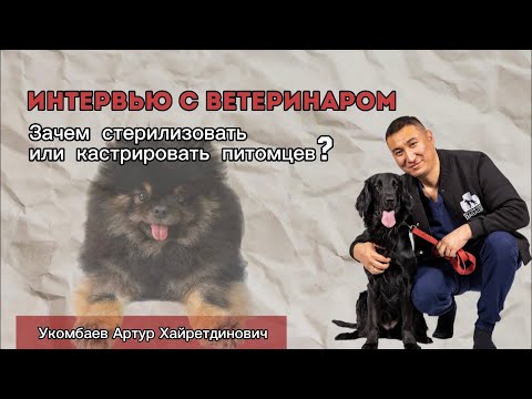 Видео: Всё о кастрации и стерилизации питомцев | что должен знать каждый владелец