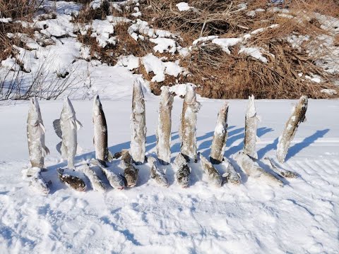 Видео: РЫБАЛКА НА НАЛИМА . НУРА СНОВА РАДУЕТ !