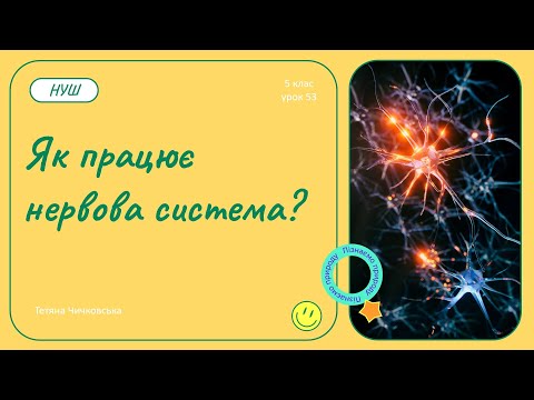 Видео: Як працює нервова система?