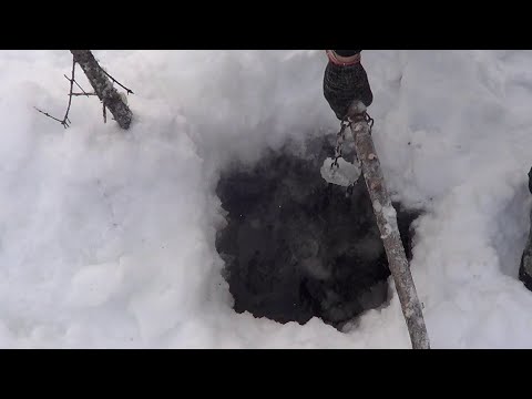 Видео: Проверка капканов на Бобра. Охота на Бобра капканами Зимой Сезон 21-22