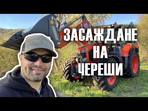 Видео: Засаждане на череши с трактор Kubota | Cherry trees planting with Kubota tractor