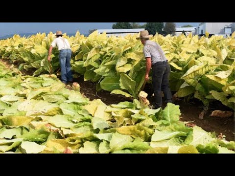Видео: Современное выращивание табака и сбор табачных листьев | Как сделать сигару из табачных листьев