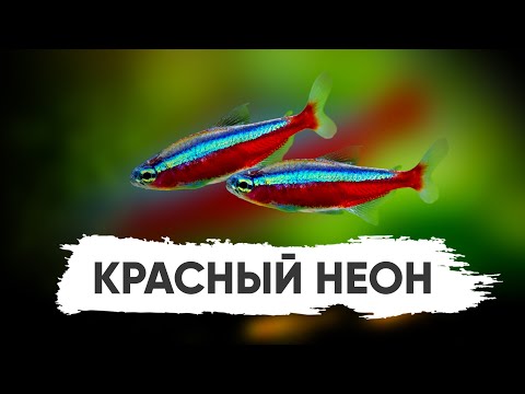 Видео: Неон Красный. Содержание, разведение, кормление. Как обустроить аквариум