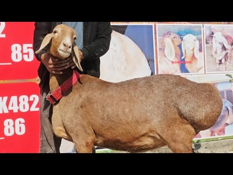 Видео: Арашан совликлар сотилади☎️33.482.82.82☎️