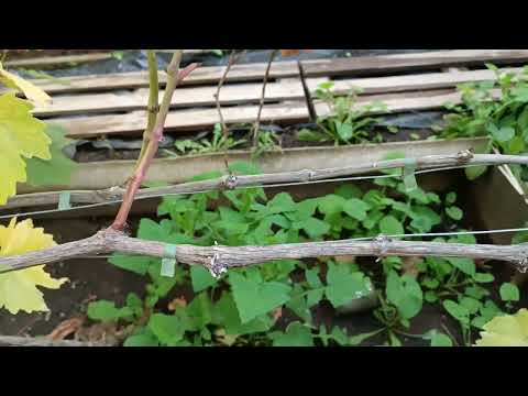 Видео: Что делать? Лоза не вызревает.