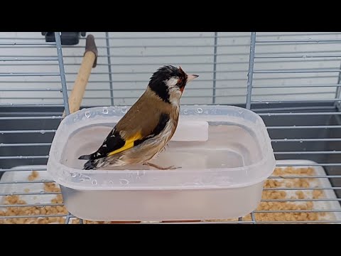 Видео: #Польза_купания_для_птиц