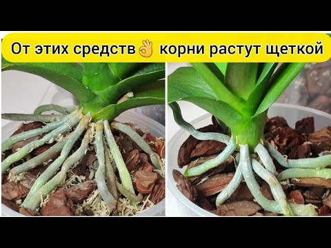 Видео: После этих средств 100% НАРАСТУТ КОРНИ ОРХИДЕИ || Лучшие подкормки для КОРНЕЙ орхидей
