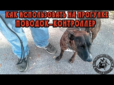 Видео: Поводок-контроллер или удавка с фиксатором? Обзор качества, техника управления и прочие возможности.