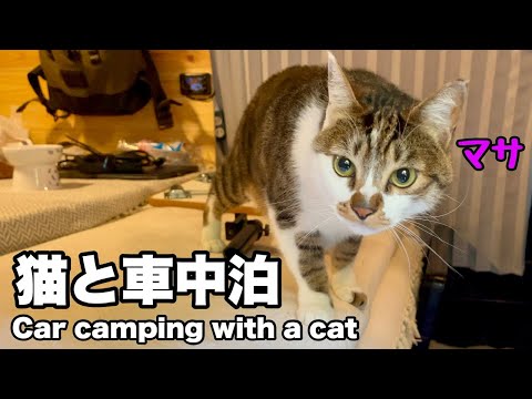 Видео: Автомобильный лагерь у моря с котом Насладитесь пейзажем Японии!