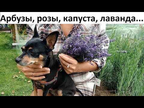 Видео: Природное земледелие о разном.