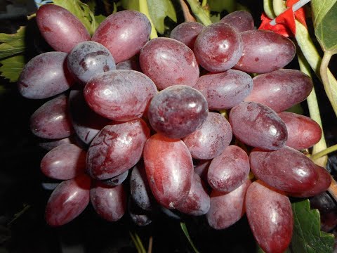 Видео: СЮЗАННА И АЙВЕНГО 2022! 🍇🍇🍇ТЕЛ.+79054033245, WhatsApp и Viber +79528500417.
