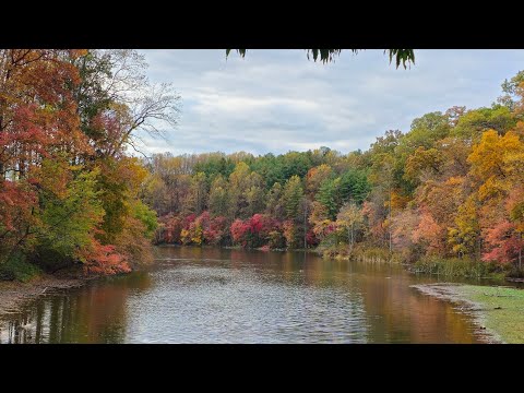 Видео: осенние краски в лесу 🍁🌿🍂🍃